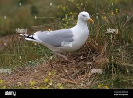 Attēlu rezultāti vaicājumam “Larus argentatus nest”