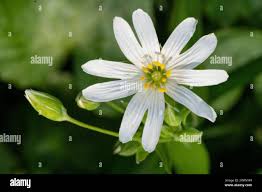 Attēlu rezultāti vaicājumam “Stellaria holostea flower”