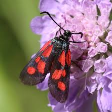 Attēlu rezultāti vaicājumam “Zygaena viciae”