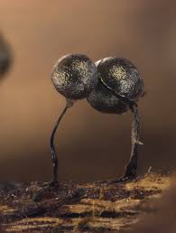 Attēlu rezultāti vaicājumam “Collaria arcyrionema spores”