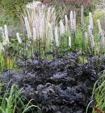 Image result for Silberkerze