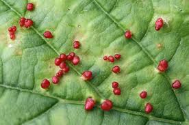 Attēlu rezultāti vaicājumam “Vasates quadripedes”