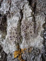 Attēlu rezultāti vaicājumam “Lecanora albella”