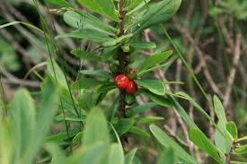 Attēlu rezultāti vaicājumam “Daphne mezereum fruit”