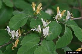 Attēlu rezultāti vaicājumam “Lonicera xylosteum flower”