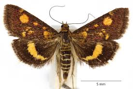 Attēlu rezultāti vaicājumam “Pyrausta aurata”