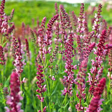 Image result for Salbei