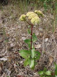 Attēlu rezultāti vaicājumam “Hylotelephium maximum”