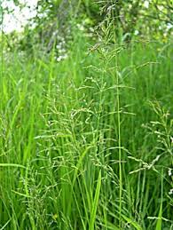Attēlu rezultāti vaicājumam “Poa palustris leaf”