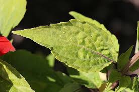 Image result for Salvia splendens
