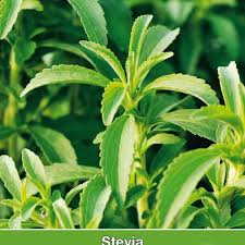 Image result for Stevia rebaudiana