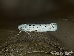 Attēlu rezultāti vaicājumam “Yponomeutidae”