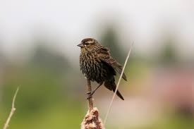 Attēlu rezultāti vaicājumam “Muscicapa striata adult”