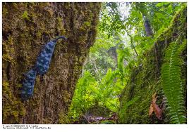 Image result for синхараджа