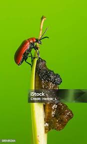 Attēlu rezultāti vaicājumam “Lilioceris lilii”