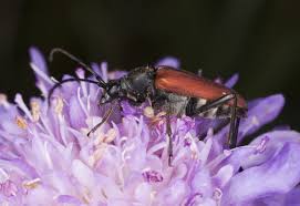 Attēlu rezultāti vaicājumam “Anastrangalia sanguinolenta”