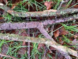 Attēlu rezultāti vaicājumam “Anthostoma decipiens”