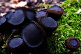 Attēlu rezultāti vaicājumam “Bulgaria inquinans”