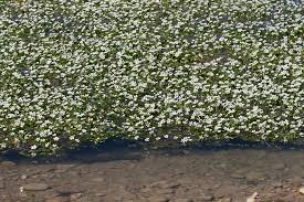 Attēlu rezultāti vaicājumam “Batrachium”