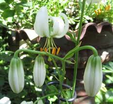 Image result for Lilium martagon Alba