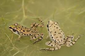 Attēlu rezultāti vaicājumam “Pelophylax juvenile”