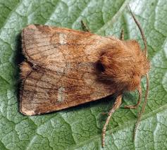 Attēlu rezultāti vaicājumam “Eriopygodes imbecilla”