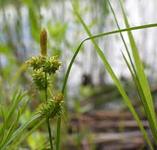 Attēlu rezultāti vaicājumam “Carex scandinavica”
