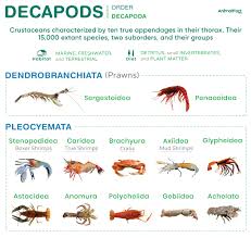 Attēlu rezultāti vaicājumam “Crustacea”