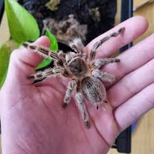 Znalezione obrazy dla zapytania Grammostola grossa