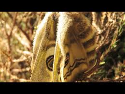 Attēlu rezultāti vaicājumam “Saturnia pavonia cocoon”