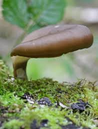Attēlu rezultāti vaicājumam “Polyporus badius”