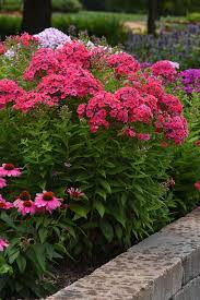 Attēlu rezultāti vaicājumam “Phlox paniculata”