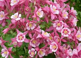 Attēlu rezultāti vaicājumam “xComagaria rosea  flower”