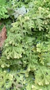 Attēlu rezultāti vaicājumam “Trichocolea tomentella sporophyte”