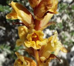 Attēlu rezultāti vaicājumam “Orobanche elatior”