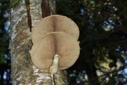 Attēlu rezultāti vaicājumam “Pholiota heteroclita”