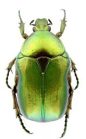 Attēlu rezultāti vaicājumam “Cetonia aurata”