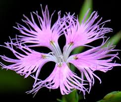 Image result for Dianthus superbus