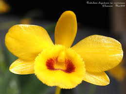 Attēlu rezultāti vaicājumam “Chrysotoxum sp.”