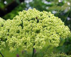 Attēlu rezultāti vaicājumam “Angelica sylvestris fruit”