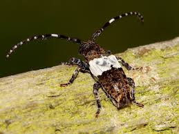 Attēlu rezultāti vaicājumam “Pogonocherus hispidulus”