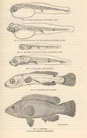Image result for Tautogolabrus adspersus
