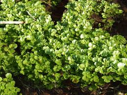 Image result for Brunnenkresse