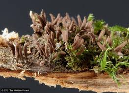 Attēlu rezultāti vaicājumam “Stemonitis lignicola spores”