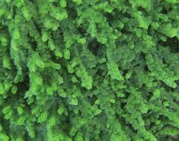 Attēlu rezultāti vaicājumam “Lejeunea cavifolia”