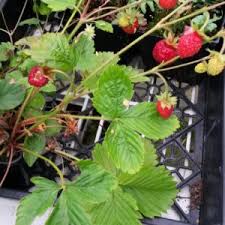 Attēlu rezultāti vaicājumam “Linnaea borealis fruit”