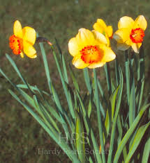 Attēlu rezultāti vaicājumam “Leucojum vernum var. carpathicum”