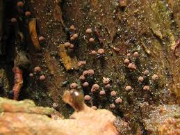 Attēlu rezultāti vaicājumam “Enerthenema papillatum”