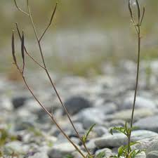 Attēlu rezultāti vaicājumam “Diplotaxis muralis fruit”
