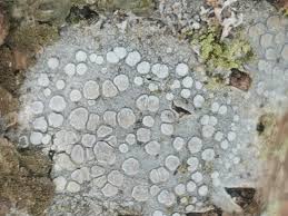 Attēlu rezultāti vaicājumam “Lecanora carpinea”